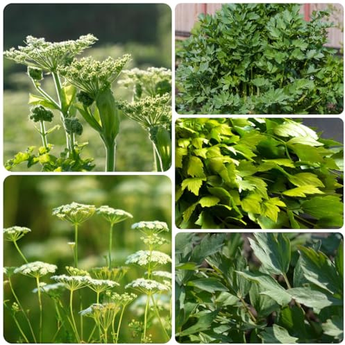 semi di levistico di letti rialzati, balcone del giardino di levistico biologici, antichi cucina dell'orto, 125pcs