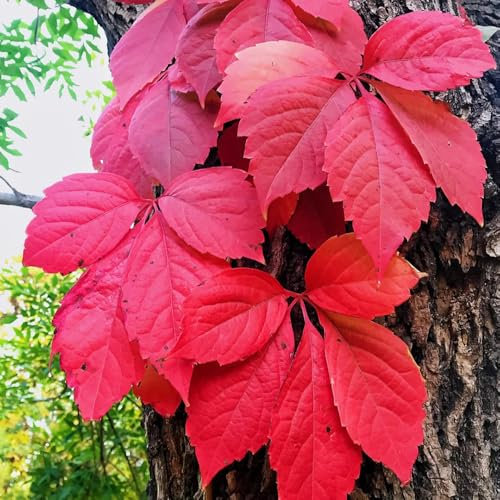 100 pcs Wilder Wein Winterhart Schnellwachsend Samen, geschenke für pflanzenliebhaber kletterpflanzen winterhart mehrjährig Parthenocissus tricuspidata Samen, balkon pflanzen, exotische