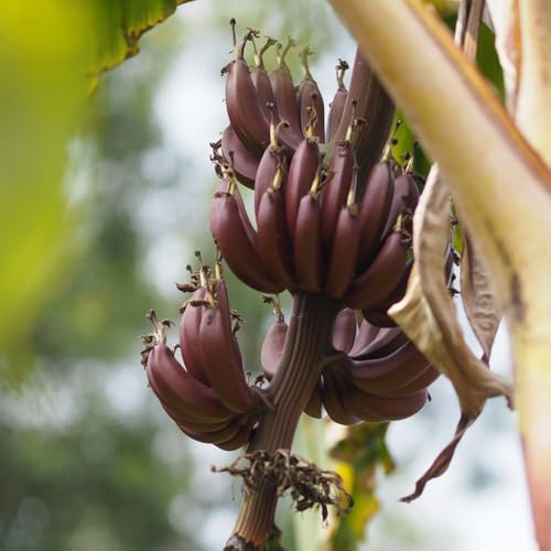 semi di banane, banane, rare di banana, biologici, colonnari per luoghi 20pcs