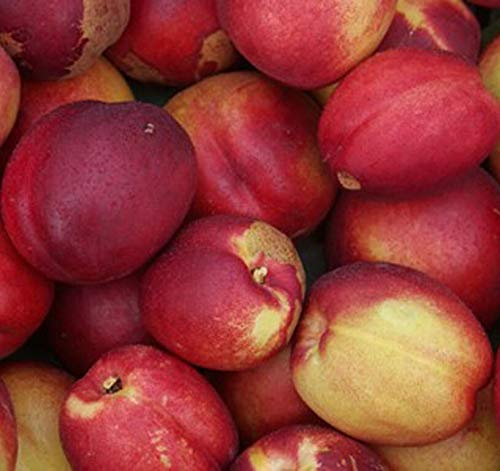 Rhonegold Nektarine hellrotes Fruchtfleisch Buschbaum 110-140 cm Veredelungsunterlage St. Julien A