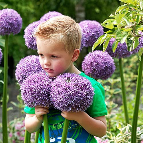 Allium Gladiator (paquet de 5 pièces), Ail ornemental géant Giganteum, vivace, résistant à l'hiver Odeur Bulbes de Hollande pour jardin, pot (gros bulbes, pas de graines, non artificiel)