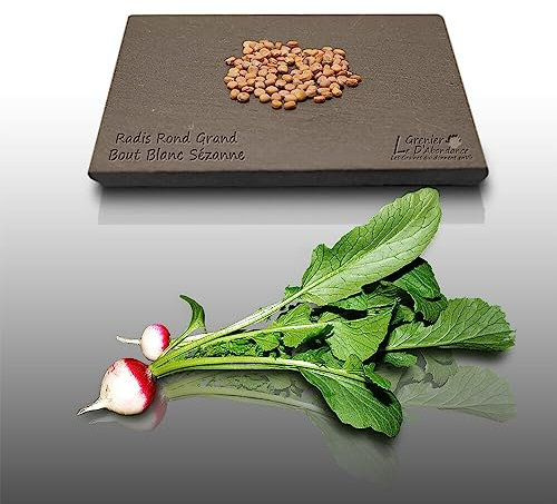 100 graines à semer - Le Grenier d'Abondance - RADIS Rond Grand Bout Blanc Sézanne - Radix