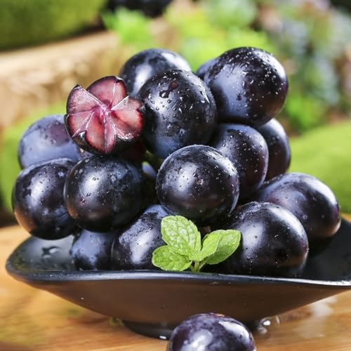 uva - giardino interni interni semi biologici estremamente resistenti ufficio colonnari perenni 250pz