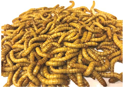 The Mealworm Company LIVEFOODS DIRECT 500g Live Regular Mealworms 23-30mm Live Mealworms For Garden Birds. NEXT DAY DELIVERY ORDER BEFORE 12 NOON.