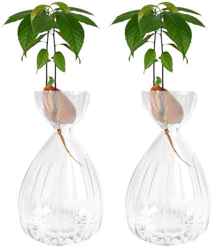 Lot de 2 Vases à Graines d'Avocat en Verre - Pour Arbre, Fleurs, Vase Hydroponique - Décoration d'Intérieur