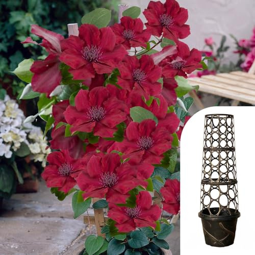 YouGarden Clematis 'Nubia Boulevard' Patio Climber Collection, 10.5cm Potted Plant with Tower Pot Planter and Trellis