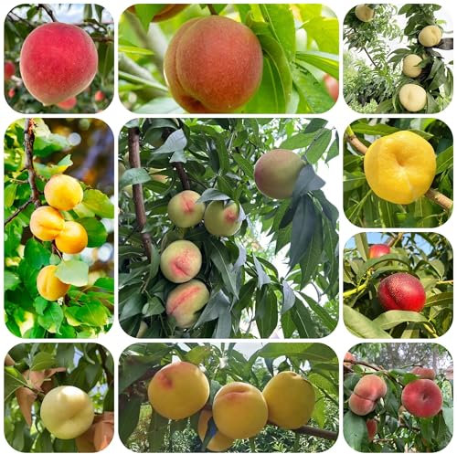 pfirsichbaum samen - exotische samen pflanzen winterhart obstsamen bäume balkon hochbeet pfirsichbaum winterharte kübelpflanzen balkon pflanzen - Seltene Pflanzen serie - winterharte 12pcs