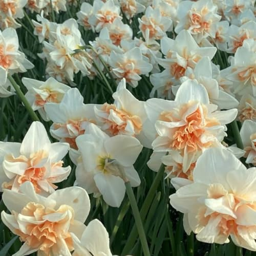 Sfuso Narciso bulbi,Piante perenni,Narciso pianta vera,resistenti al freddo,Tagliare,Facile da curare(non artificiali)-4 bulbi-H