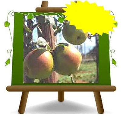 EURO PLANTS VIVAI Pommier Appia plante fruitière anciens en pot de 20 cm hauteur 150-170 cm - Âge 2 ans