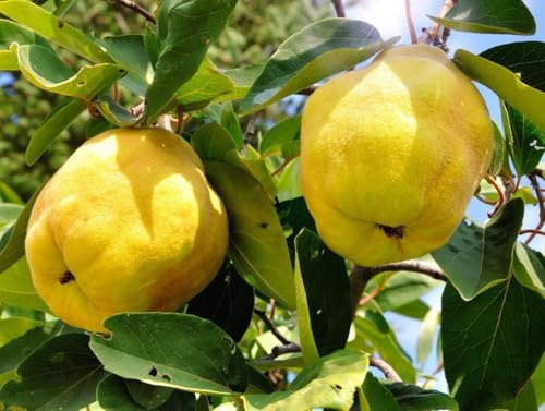 Direct Plants Quince Vranja Fruit Tree 6ft Tall Supplied in a 12 Litre Pot