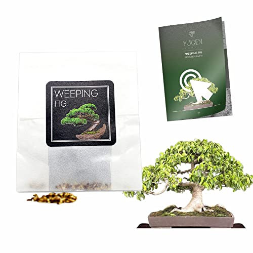 30 Weeping Fig Bonsai Seeds | Ficus Benjamina | Growing Guide | Grow Your Own Bonsai Tree | Bonsai Beginners and Enthusiasts