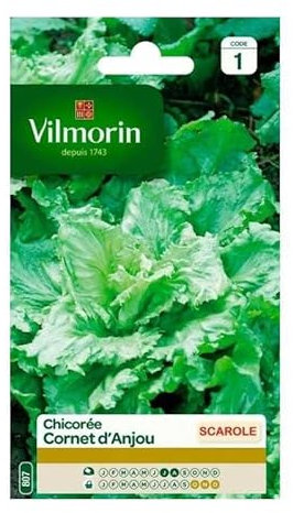 Vilmorin - Sachet de graines Chicorée Scarole Cornet d'Anjou
