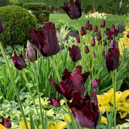 bulbi di tulipano selvatico - giardino roccioso resistenti Decorazione soggiorno primaverili 3pcs