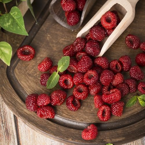 himbeeren pflanzen samen,himbeere, exotische pflanzen winterhart bio saatgut frisches obst säulenobst balkonpflanzen säulenobst obst frisch pflanzen deko gartenpflanzen obstbaum 150pcs