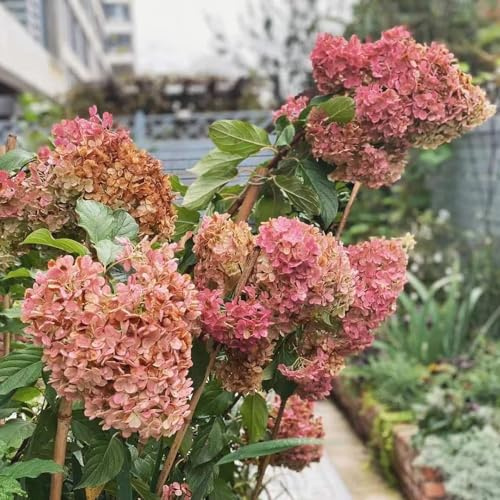 Ortensia a pannocchia - recisi da balcone arredamento del soggiorno rampicanti rampicante rara da appartamento esotiche decorazioni giardino 300semi
