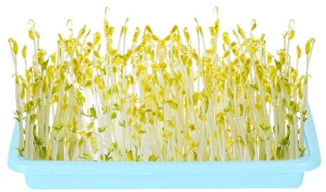 Bandeja de germinación de gran capacidad sin tierra, para germinación de microvegetales y plántulas, cultivador saludable de pasto de trigo, planta de almacenamiento y bandeja de propagación para