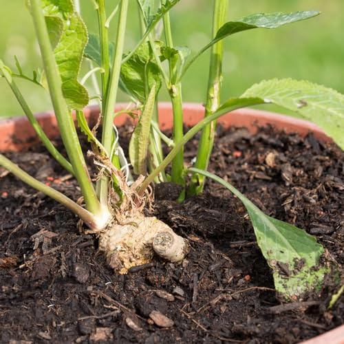 semi di rafano vecchie varietà di giardino aromatiche semi giardino sul balcone raro esotico per gli amanti del per giardinieri 30pcs