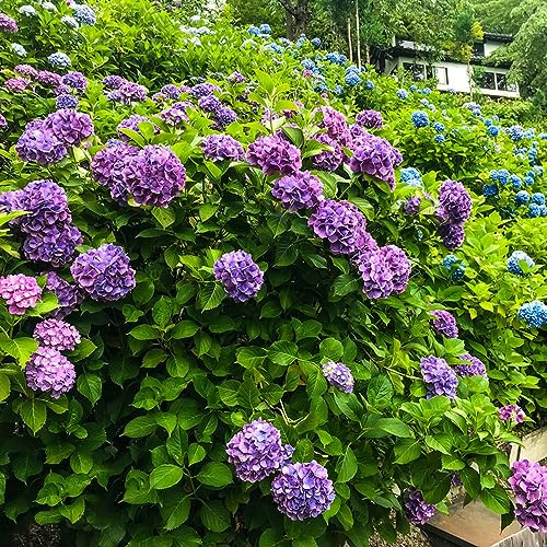Ortensie - Ortensia rampicanti, giardino roccioso ortensia giardino, balcone rara d'appartamento ombra semi di selvatici d'appartamento 220semi