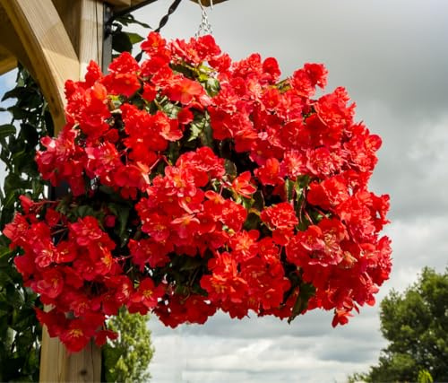 2 Bulbi di Begonia tuberosa da balcone | Begonia pendula cascade red | bulbi 6/7 | MY PLANTIS | bulbi estivi