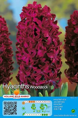 Hyazinthenzwiebeln : Hyacinthus - Hyazinthe  Woodstock  duftend 3 Blumenzwiebeln