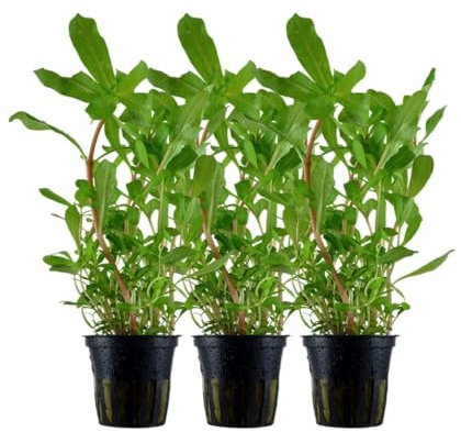 AquaOne Akvarium växt 3 stycken Ammannia crassicaulis I bakgrund vattenväxt akvarieväxt stjälkväxt full genomrotad aquascaping dekoration