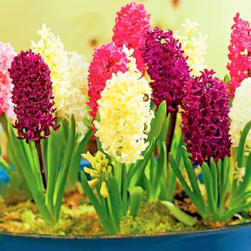 Hyazinthenzwiebel-Winterhart MehrjäHrig,Hyazinthen Rhizome,Traubenhyazinthen Zwiebeln,Hyazinthen Zwiebeln Winterhart,In Töpfe Pflanzen,Bonsai-Pflanzen-5zwiebeln-e