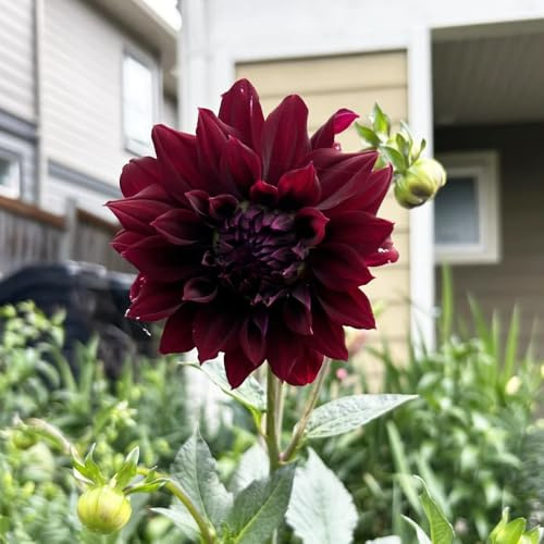 5 pcs Dahlien knollen winterhart- für Garten, Töpfe und Balkon geschenke für gartenliebhaber,Farbenprächtige garten geschenk,fensterbank deko blumen garten,pflanzen für draußen deko