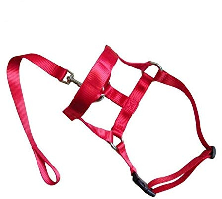 HABADOG Nylon Dogs Head Collar Dog Training Halter Blue Red Black Colors S M L XL XXL Sizes (Color : Red, Size : S)