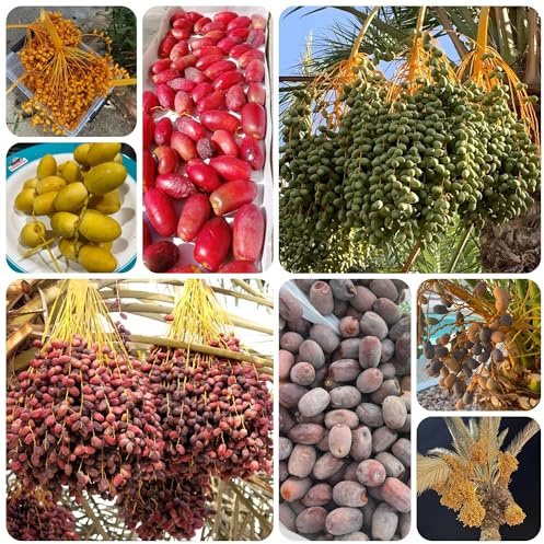 semi di palma da datteri - palma da datteri - balcone resistenti di datteri di sapote, resistenti 40pcs