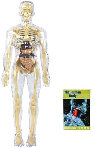 Oxxggkao Juego de exploración del cuerpo humano con órganos desmontables, ayuda de enseñanza de anatomía visual para el aula y el aprendizaje en el hogar, herramienta de enseñanza de biología