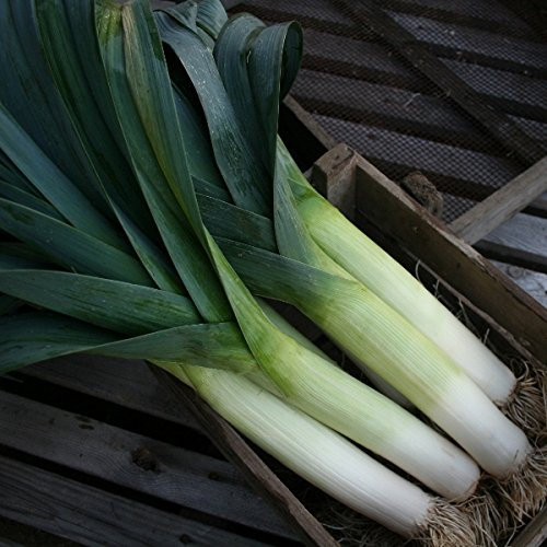Pack Vegetable Seed Leek Below Zero F1 Kings's Seeds