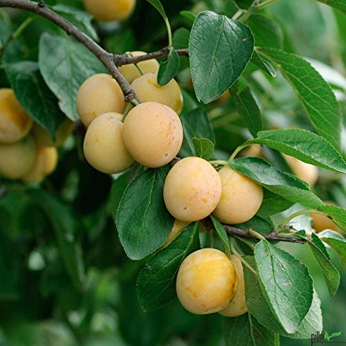 Nancy Mirabelle Pflaumenbaum - Buschform kleinbleibend | Sehr Ertragreich & Aromatisch | Ideal für Garten & Obstwiese