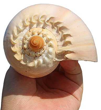 COYOUCO Conchas Marinas Naturales, Conchas Playa Gigantes Ideales para peceras Decoración Bodas Fiesta temática Playa Decoraciones para el hogar Artesanías Bricolaje Plantas Aire,B