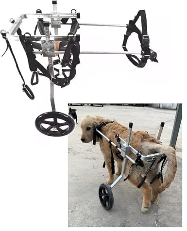 Allterräng hund rullstol - justerbar, hållbart mobilitetshjälp för funktionshindrade husdjur, förbättrar enkel rörelse och rehabilitering