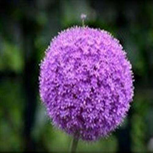 Ampoules vivaces en allium violet géant pour l'embellissement du jardin. (1)