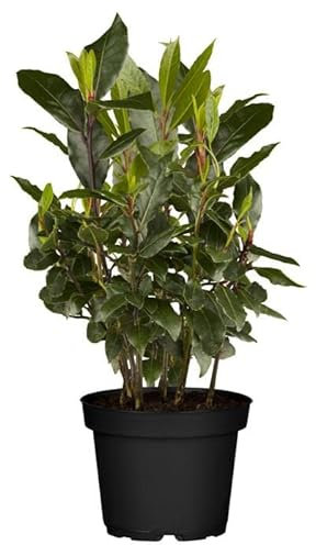 DECOALIVE Laurel GOURMET - Planta Natural para Cocinar - Hierbas Provenzales Naturales para Huerto Urbano