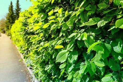 50pcs plants de haie de charme commun 80–120 cm – Carpinus betulus – haie de jardin – charme blanc – plants à racines nues