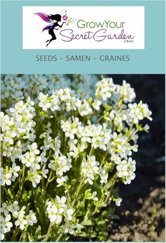 Arabis caucasica Snowcap (Schneehaube),Arabette du Caucase 100 Graines - couvre-sol, rocaille, vivace