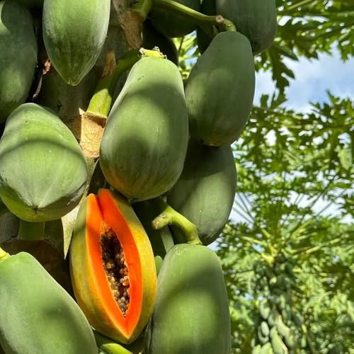 Semillas de papaya para, enanos semillas de raras variedades antiguas invernaderos balcón comprar fresca, columnar 125pcs