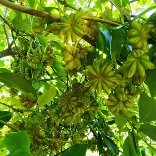Semillas de anís estrellado orgánico jardín bancales elevados para balcón semillas de techo verde 30pcs