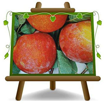 EURO PLANTS VIVAI Prunier Autumn Giant plante fruitière en pot 24/26 cm hauteur maximale 180 cm - Âge 4 ans