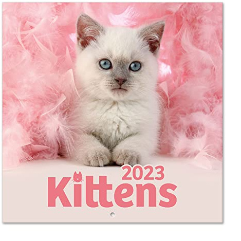 Grupo Erik Cats Simon K. and Greg C. Wall Calendar 2023 FSC 12 Month Planner Square, Wall Family Planner, Cat Calendar 2023 + 4 Bonus Months, 12' x 12', 300 cl