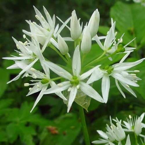 6x vild vitlök – Allium ursinum – 9 x 9 cm kruka – ätbar vit blomma