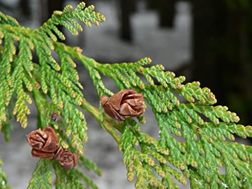 Cryptomeria japonica cèdre rouge du Japon semi-rara conifera aspetto invecchiato (10)