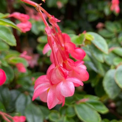 begonie semi di selvatico trepadora giardino interni semi perenni arbusto farfalle selvatici perenni resistenti 200pcs
