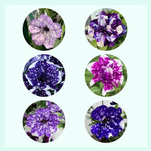 semi di petunia, da giardino resistenti al pieno sole 900pcs
