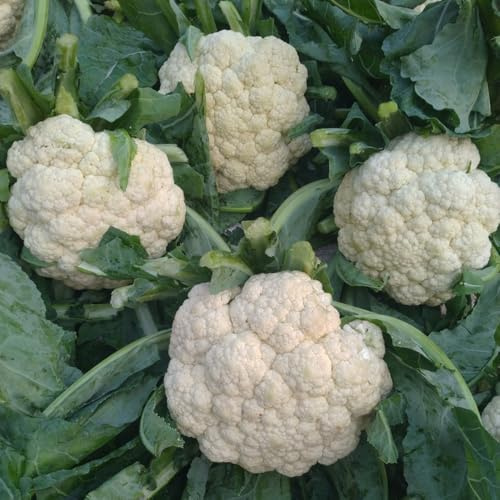 semillas de coliflor - jardín, balcón, interior del invernadero, resistentes 50pcs