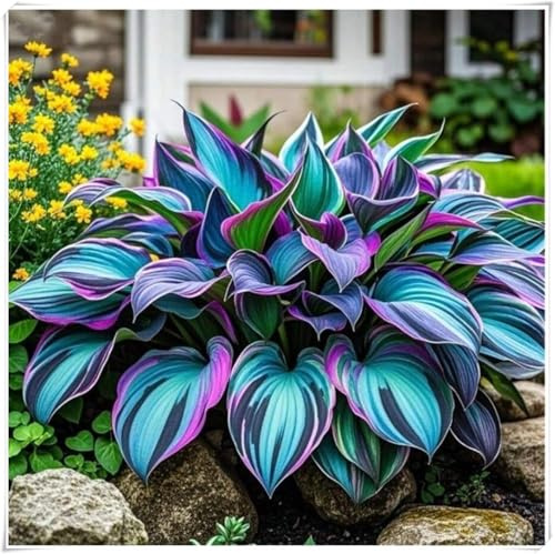 adatte per la decorazione di giardini e balconi,resistenti al freddo e alla siccità,miste,Bulbi di Hosta -Radici selezionate di hosta,-4 Bulbi-G