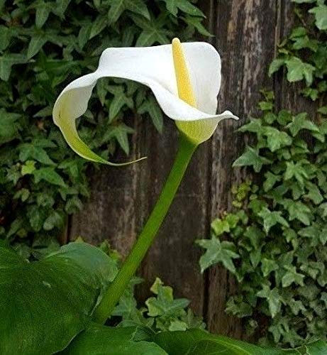 Portal Cool Zantedeschia Bianco Calla del Giglio di Arum bulbi Estivi perenne 1 Pianta Giovane