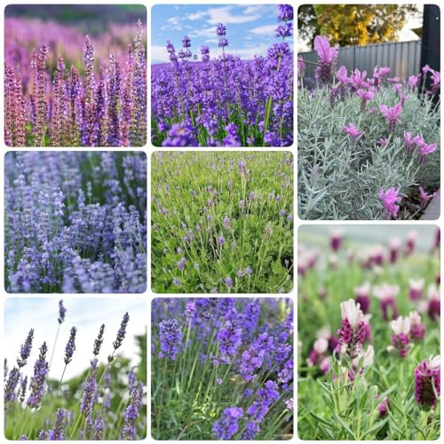 550 pcs lavendel samen mehrjährig winterhart topfpflanzen draußen winterhart lavendelsamen winterharte pflanzen für garten winterharte balkonpflanzen wildblumensamen bienenwiese saatgut